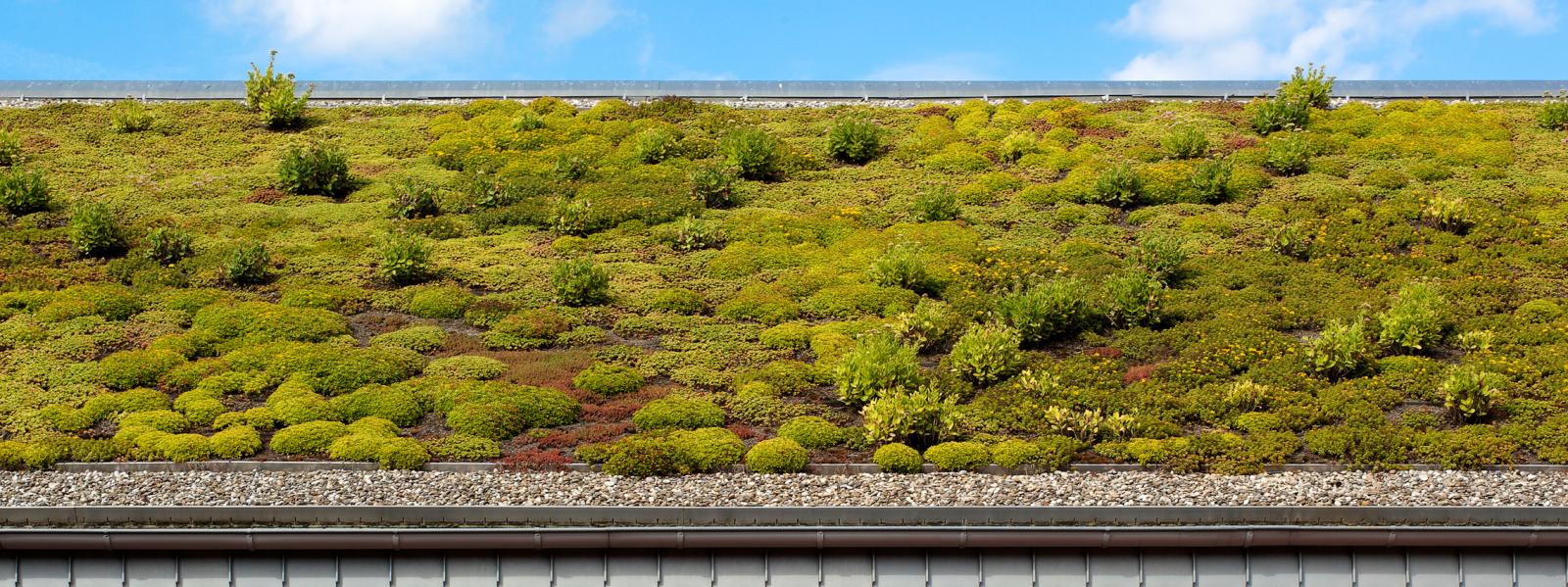 Mehr Lebensqualität dank grünem Dach.