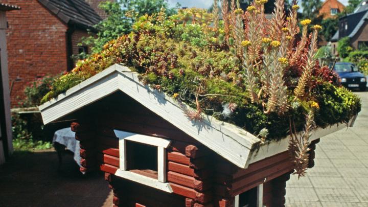 Vogelhaus mit Dachbegrünung